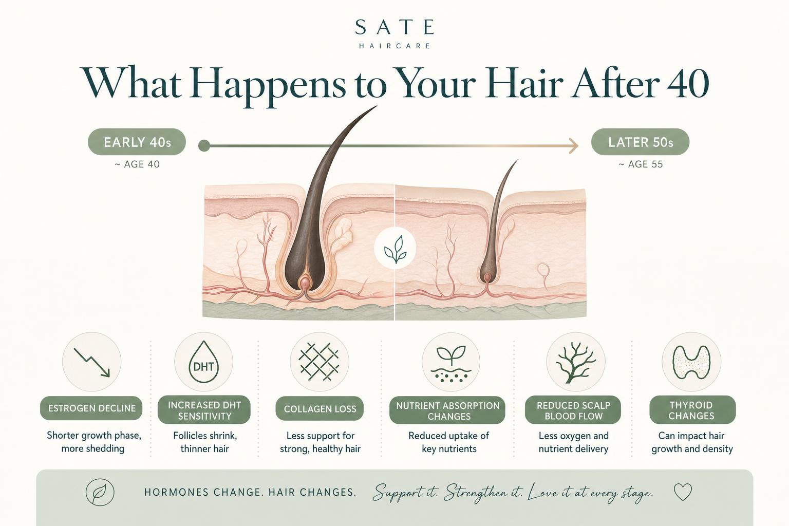 Diagram showing how hair follicle cycling changes after 40, including estrogen decline, increased DHT sensitivity, collagen loss, nutrient absorption changes, reduced scalp blood flow, and thyroid-related slowdown.