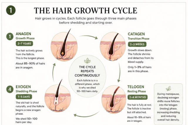 Hair growth cycle infographic showing anagen, catagen, telogen, and exogen phases in menopausal hair thinning.