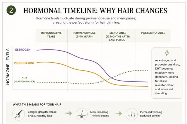 Hormonal timeline infographic showing estrogen, progesterone, and DHT changes during perimenopause and menopause.